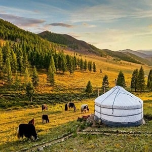 Ger ở Thành cát Tư Hãn 