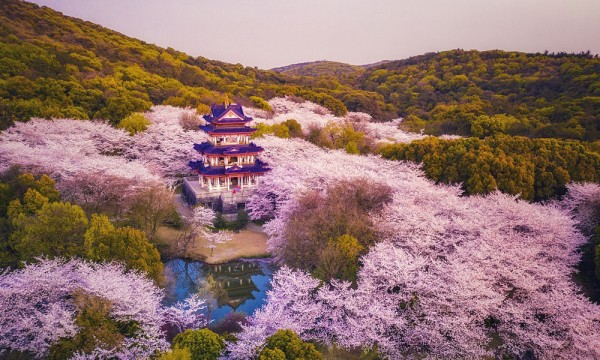 DU LỊCH TRUNG QUỐC GIÁ RẺ TOUR TRÙNG KHÁNH MÙA XUÂN NGẮM HOA ANH ĐÀO KHOE SẮC RỰC RỠ THÁNG 2,3,4 HÀNG NĂM LỊCH TRÌNH 5 NGÀY 4 ĐÊM TRỌN GÓI TỪ HÀ NỘI 