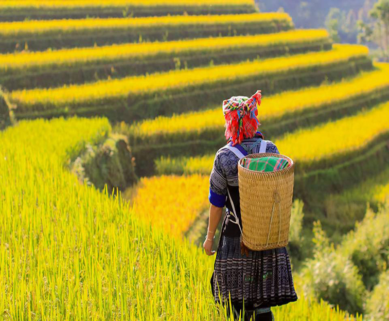 HÀ NỘI -HOÀNG SU PHÌ-SIMACAI - BẮC HÀ 