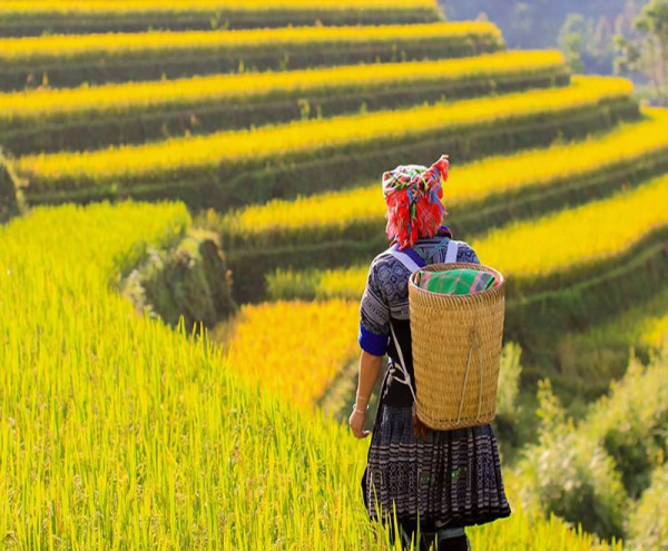 HÀ NỘI -HOÀNG SU PHÌ-SIMACAI - BẮC HÀ 