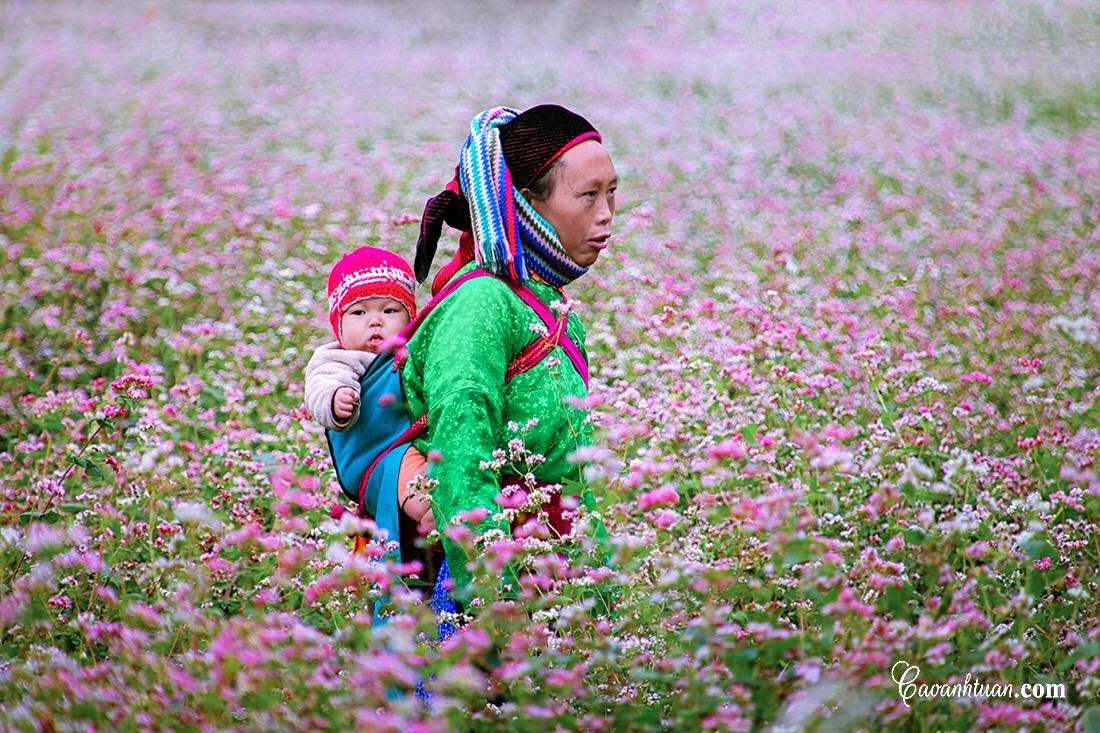 HÀ NỘI -HOÀNG SU PHÌ-SIMACAI - BẮC HÀ 