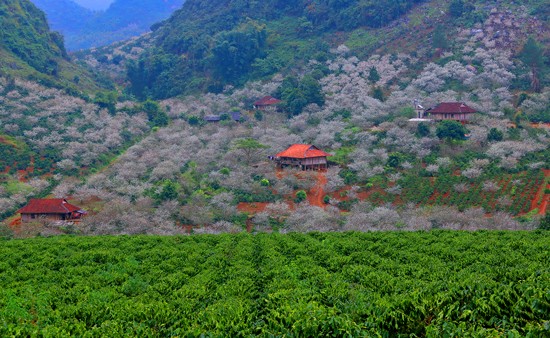 HÀ NỘI -MỘC CHÂU-SƠN LA - ĐIỆN BIÊN 