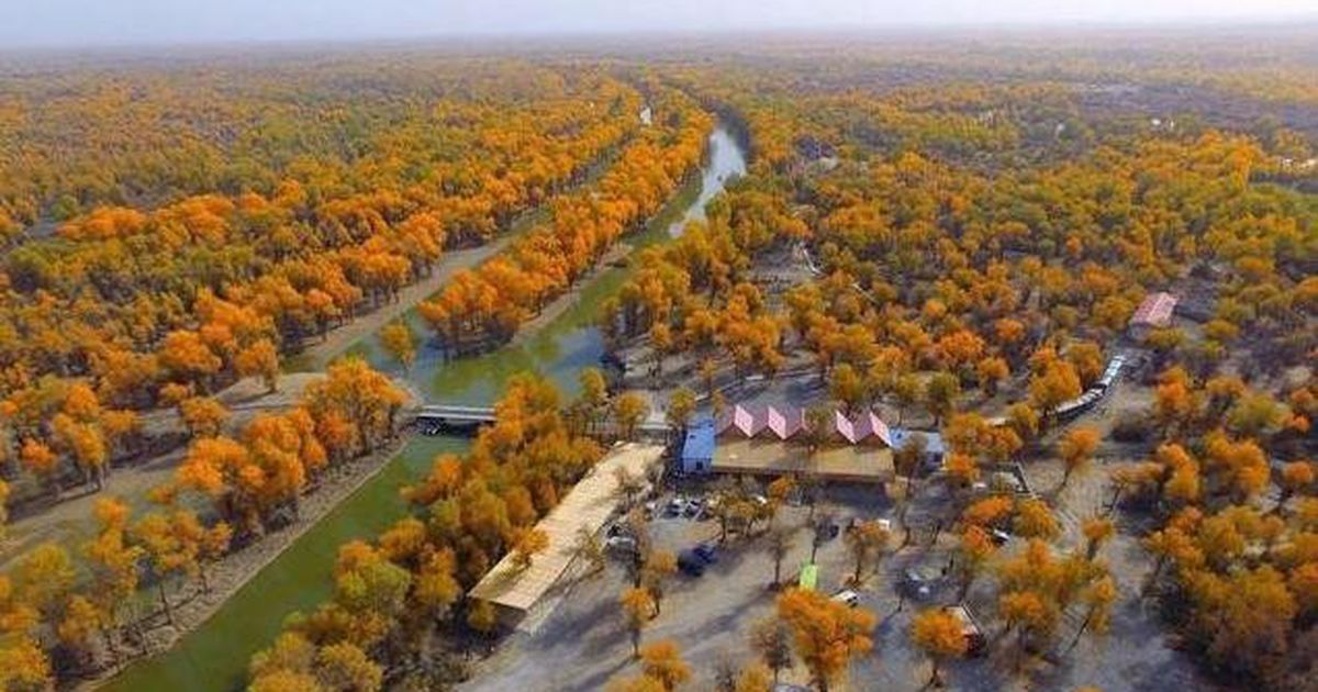 MÙA THU TÂY AN - CAM TÚC ĐẸP LÃNG MẠN THẾ NÀO KHI RỪNG HỒ DƯƠNG KHOÁC ÁO VÀNG RỰC RỠ TOUR CON ĐƯỜNG TƠ LỤA HÀ NỘI TÂY AN ĐÔN HOÀNG THÁP ĐẠI NHẠN MINH CÁT SƠN NGUYỆT NHA TUYỀN NÚI CẦU VỒNG 8 NGÀY 7 ĐÊM TỪ HÀ NỘI 