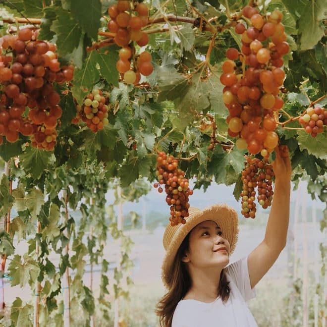 TOUR HÀ NỘI - NHA TRANG - NINH THUẬN 4 NGÀY 3 ĐÊM KHỞI HÀNH TỪ HÀ NỘI TRỌN GÓI GIÁ RẺ 